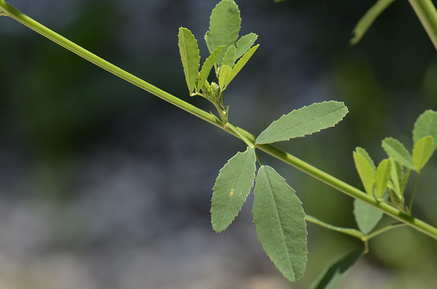 Trigonella alba  (=Melilotus albus) / Meliloto bianco